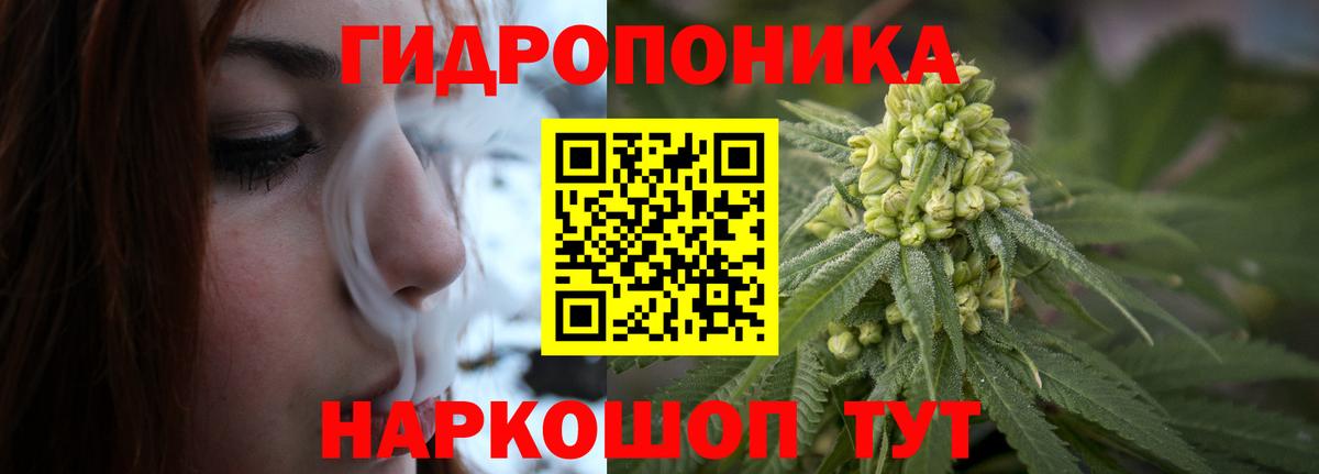 Шишки марихуана конопля Пугачёв